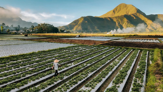 Strawberry Field Lombok | Segara Travel Lombok